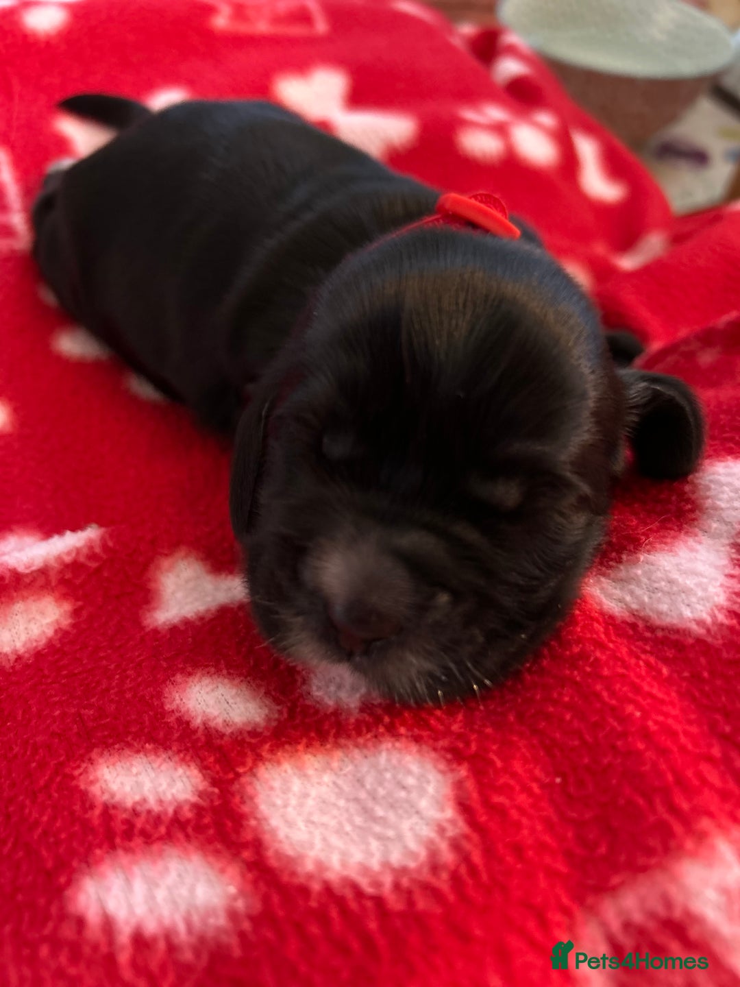 Cockapoo dogs for sale: F1B cockapoo litter - Image 10