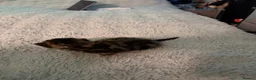 Mixed Breed cats for sale: Tabby kittens  - Advert 7