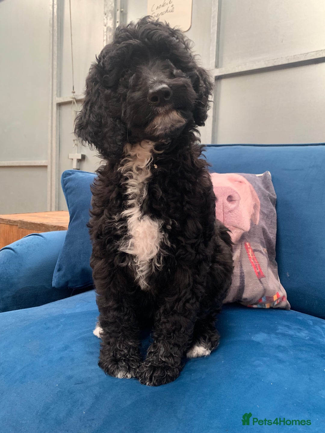 Bernedoodle dogs for sale: F1 Bernedoodle 2 Standard girls  - Image 5