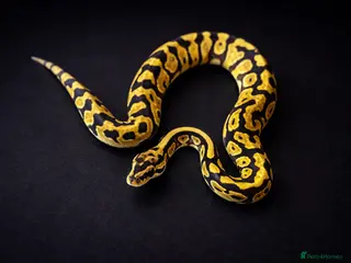 Python Snake reptiles Ball Pythons Available - Advert 3