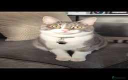 British Shorthair cats for sale: Beautiful grey and white 1 year old cat for sale. - Image 4