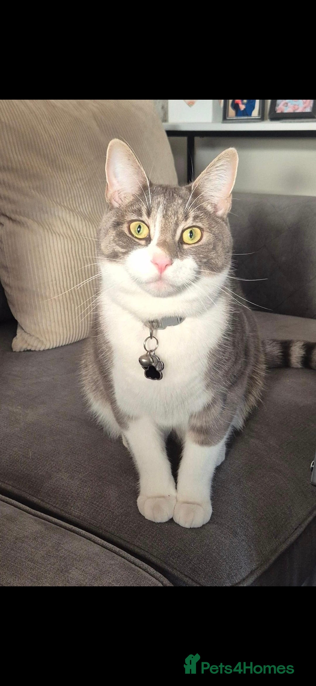 British Shorthair cats for sale: Beautiful grey and white 1 year old cat for sale. - Image 4