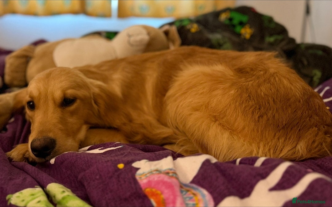 Golden Retriever dogs for sale: Loving Golden Retriever - Advert 3