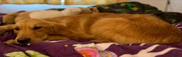Golden Retriever dogs for sale: Loving Golden Retriever - Advert 3