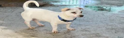 Mixed Breed dogs for adoption: Toby❤️ - Advert 3
