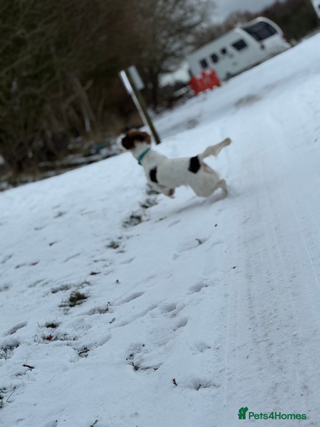 English Springer Spaniel dogs for sale: Willow  - Advert 5