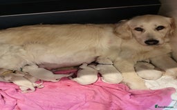 Golden Retriever dogs for sale: CHUNKY PALE BOY - Image 4