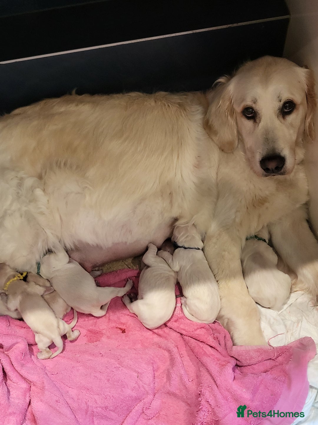 Golden Retriever dogs for sale: CHUNKY PALE BOY - Image 4