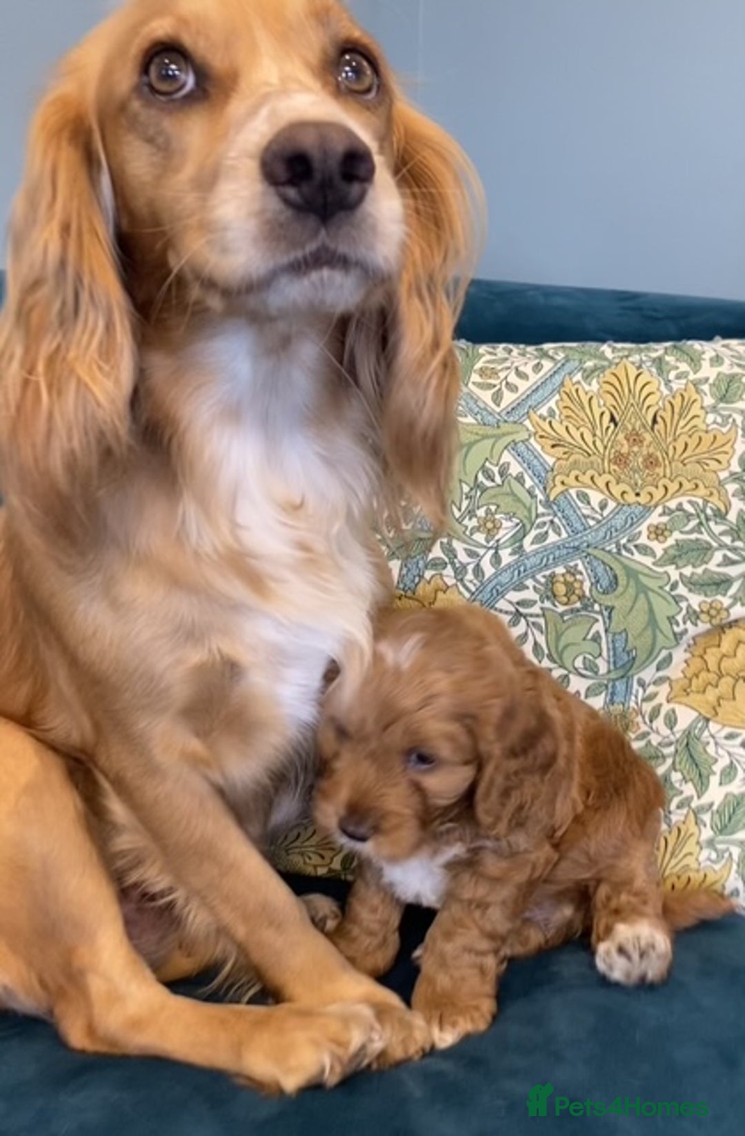 Cockapoo dogs for sale: 2 BOYS LEFT Quality F1 Cockapoos DNA CLEAR PARENTS - Image 6