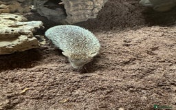 Mixed Breed rodents for sale: Baby Tenrecs - Image 6
