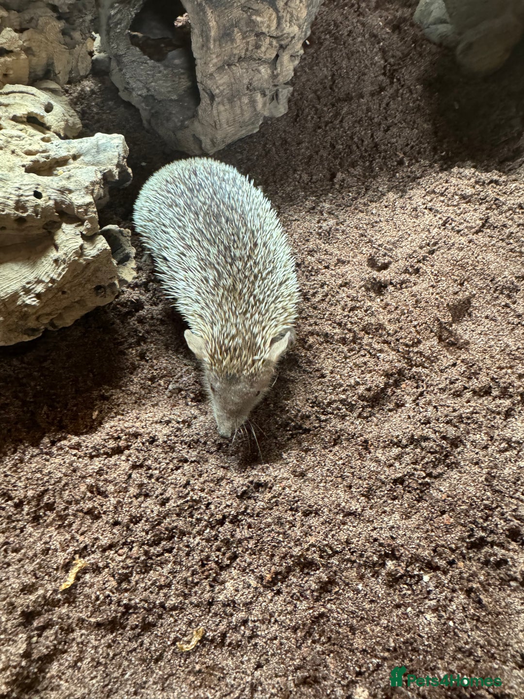 Mixed Breed rodents for sale: Baby Tenrecs - Image 6