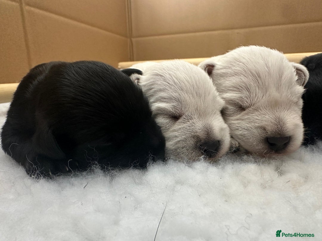 Miniature Schnauzer dogs for sale: Beautiful KC Registered Miniature Schnauzers - Image 2