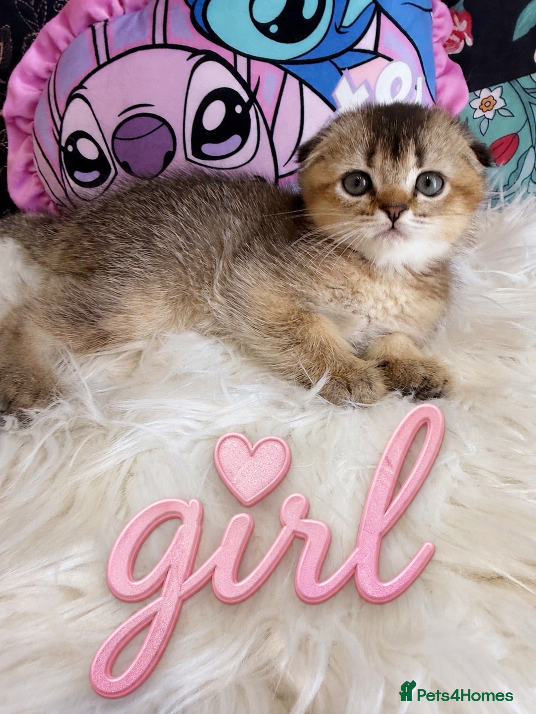 Scottish Fold cats 🐾 Stunning Scottish kitties 🐾 - Advert 2