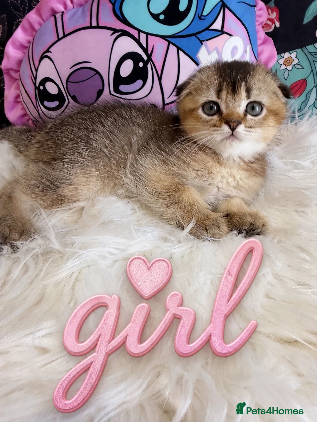 Scottish Fold cats for sale: 🐾 Stunning Scottish kitties 🐾 - Advert 2