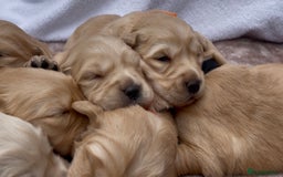 Golden Retriever dogs for sale: OUTSTANDING PEDIGREE GOLDEN RETRIVER PUPPIES KC - Image 25