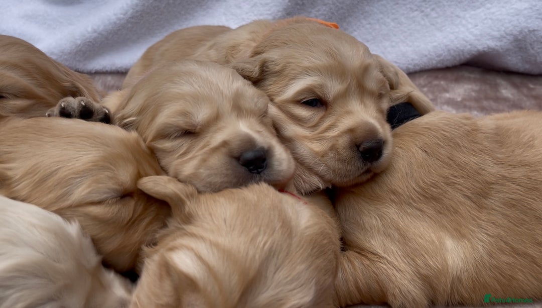 Golden Retriever dogs for sale: OUTSTANDING PEDIGREE GOLDEN RETRIVER PUPPIES KC - Image 25