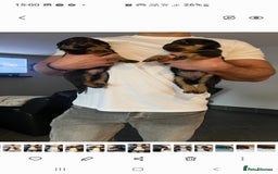 Rottweiler dogs for sale: Kc reg full German champion rottweiler puppies   - Image 9