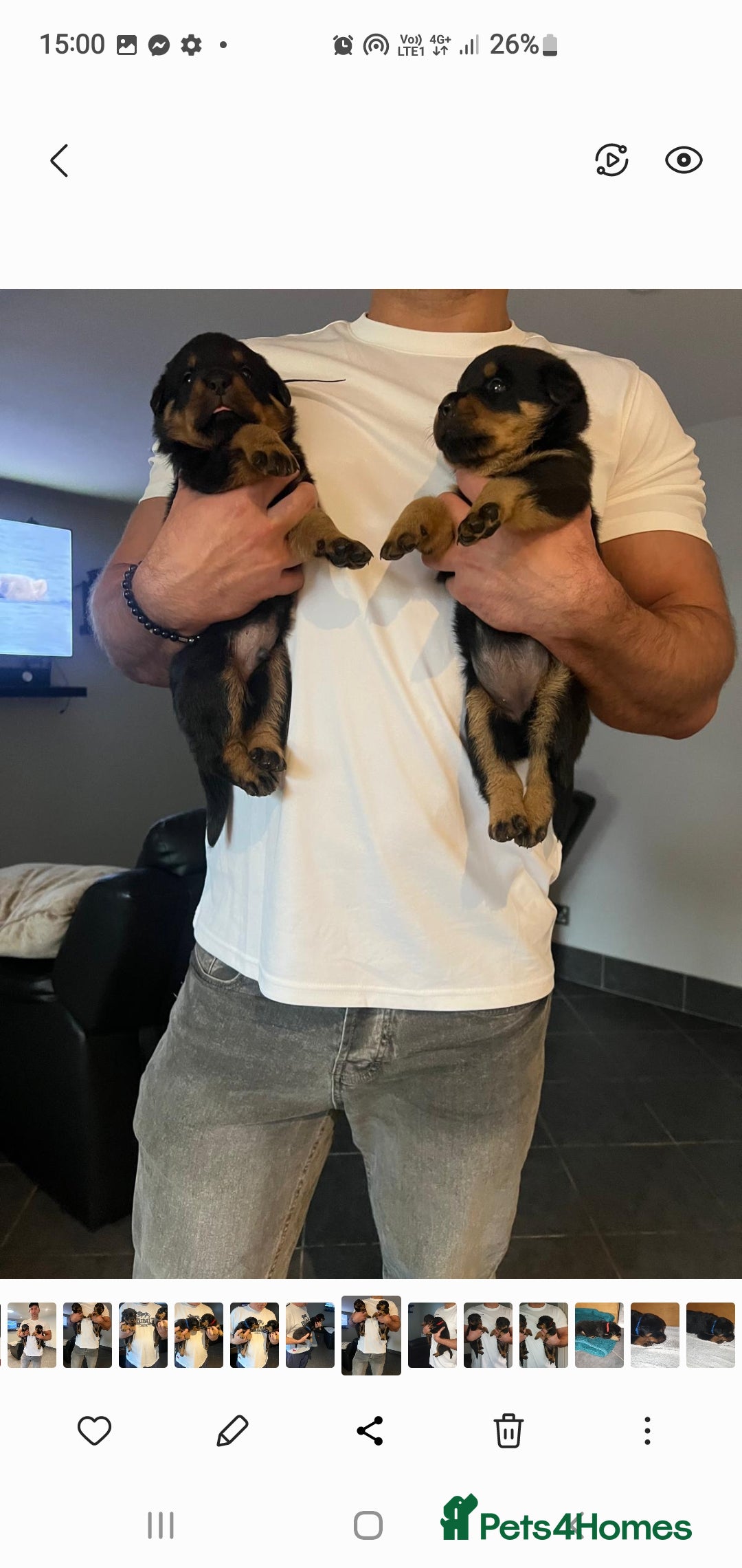 Rottweiler dogs for sale: Kc reg full German champion rottweiler puppies   - Image 9