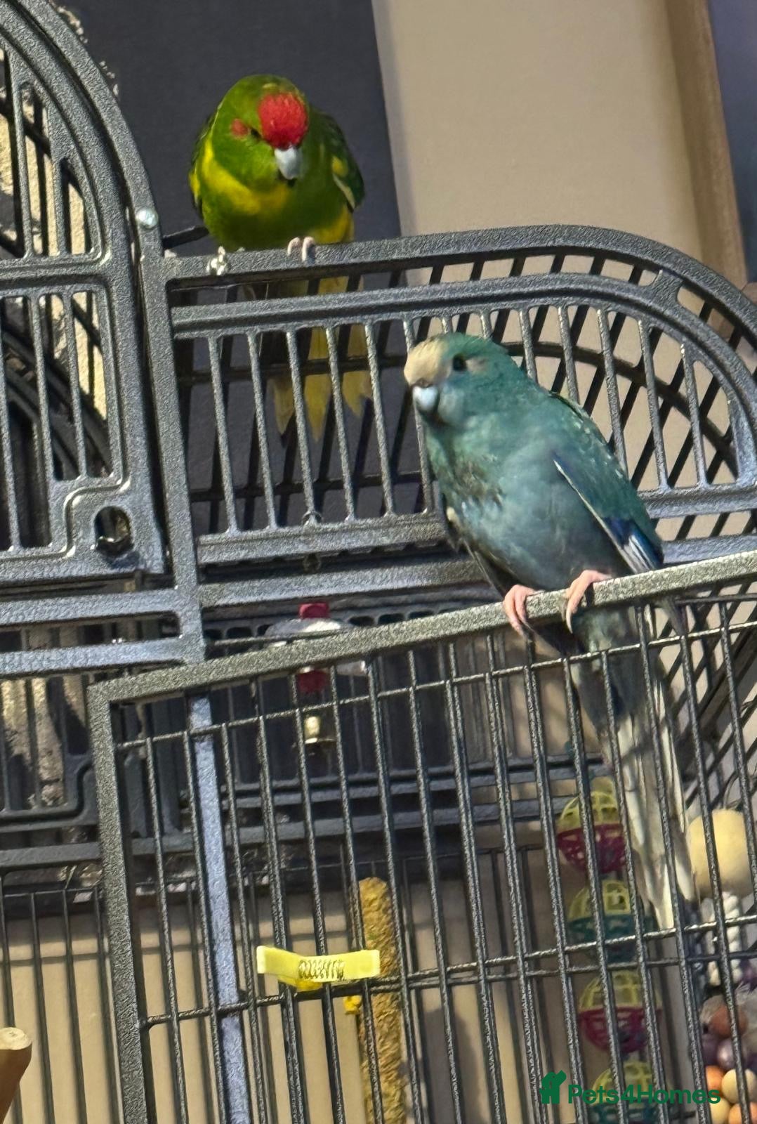 Parakeets birds 2 kakariki parakeets  - Advert 4