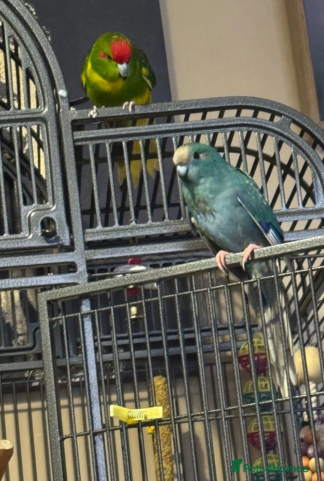 Parakeets birds for sale: 2 kakariki parakeets  in Wolverhampton - Advert 1