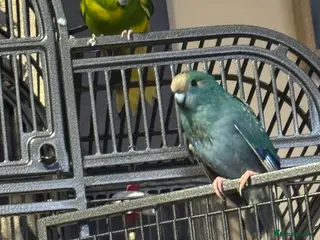 Parakeets birds 2 kakariki parakeets - Advert 4