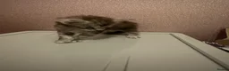 Maine Coon cats for sale: Exceptional Maine Coon kittens  in Liverpool - Advert 9