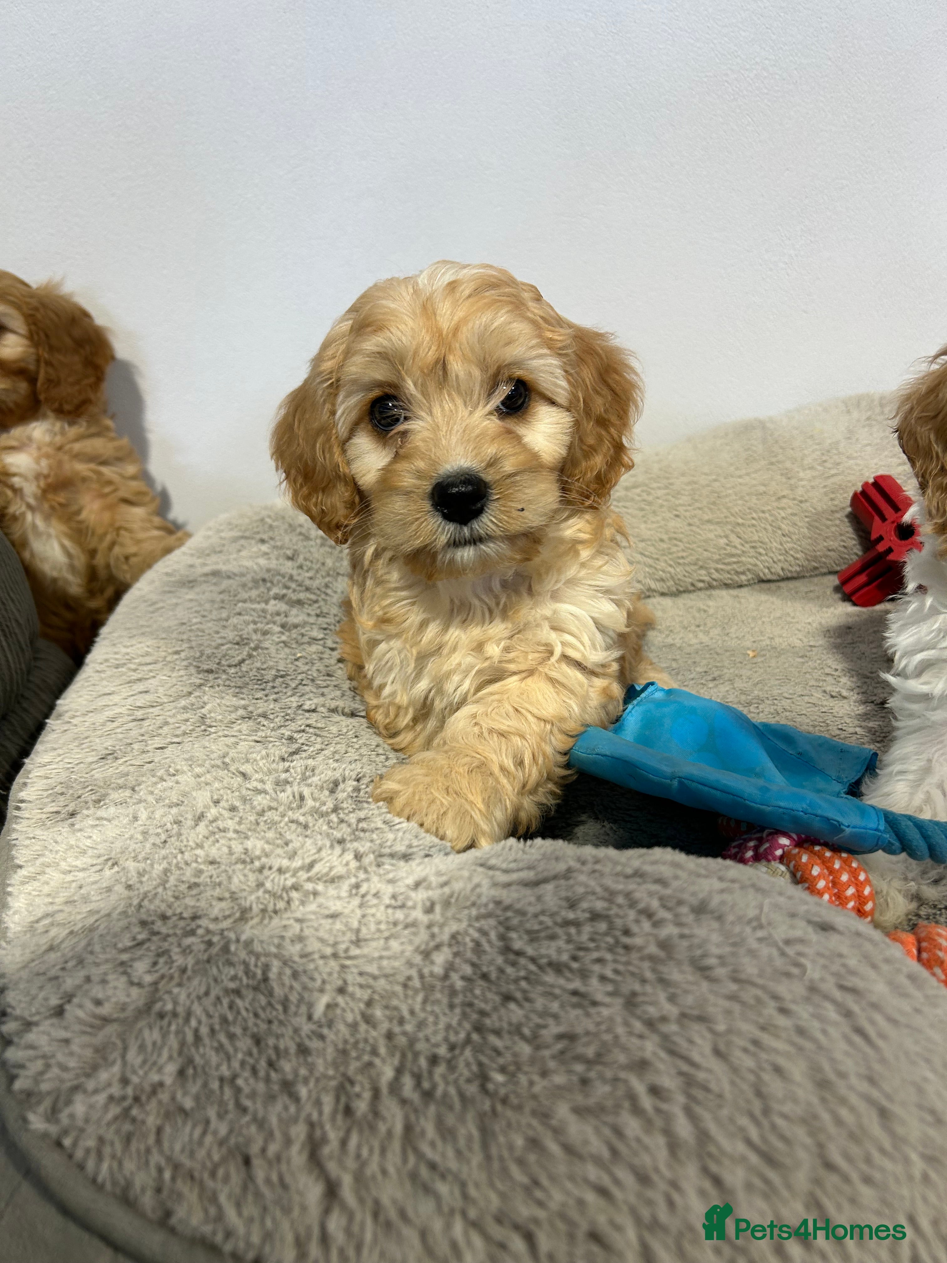 Cavapoochon dogs Gorgeous cavapoochon puppies 🐶 Ready to go now! - Advert 1