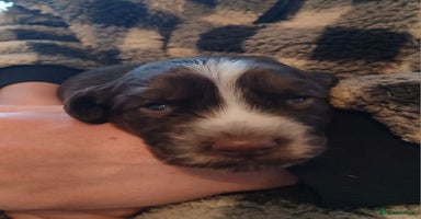 Cocker Spaniel dogs - Advert 10