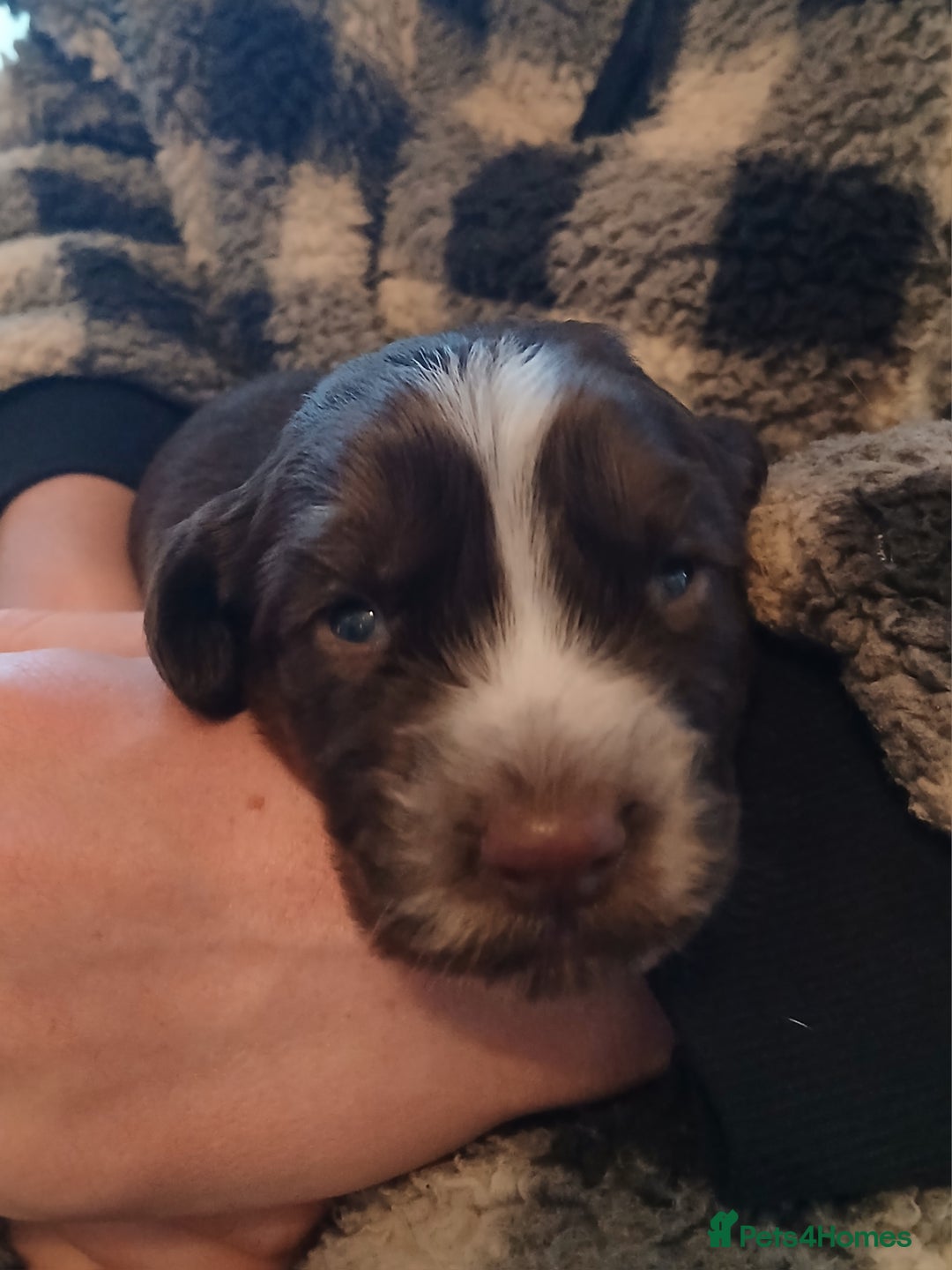 Cocker Spaniel dogs for sale: Cocker Spaniels - Image 2