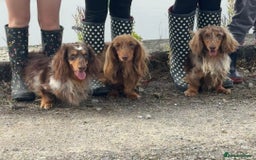 Dachshund dogs for stud: Long haired dachshund stud boys  in Leeds - Image 28