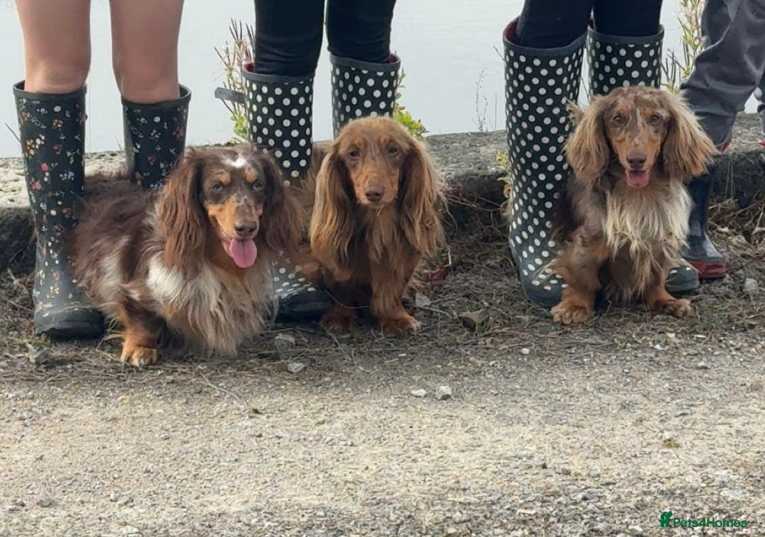 Dachshund dogs for stud: Long haired dachshund stud boys  in Leeds - Image 28