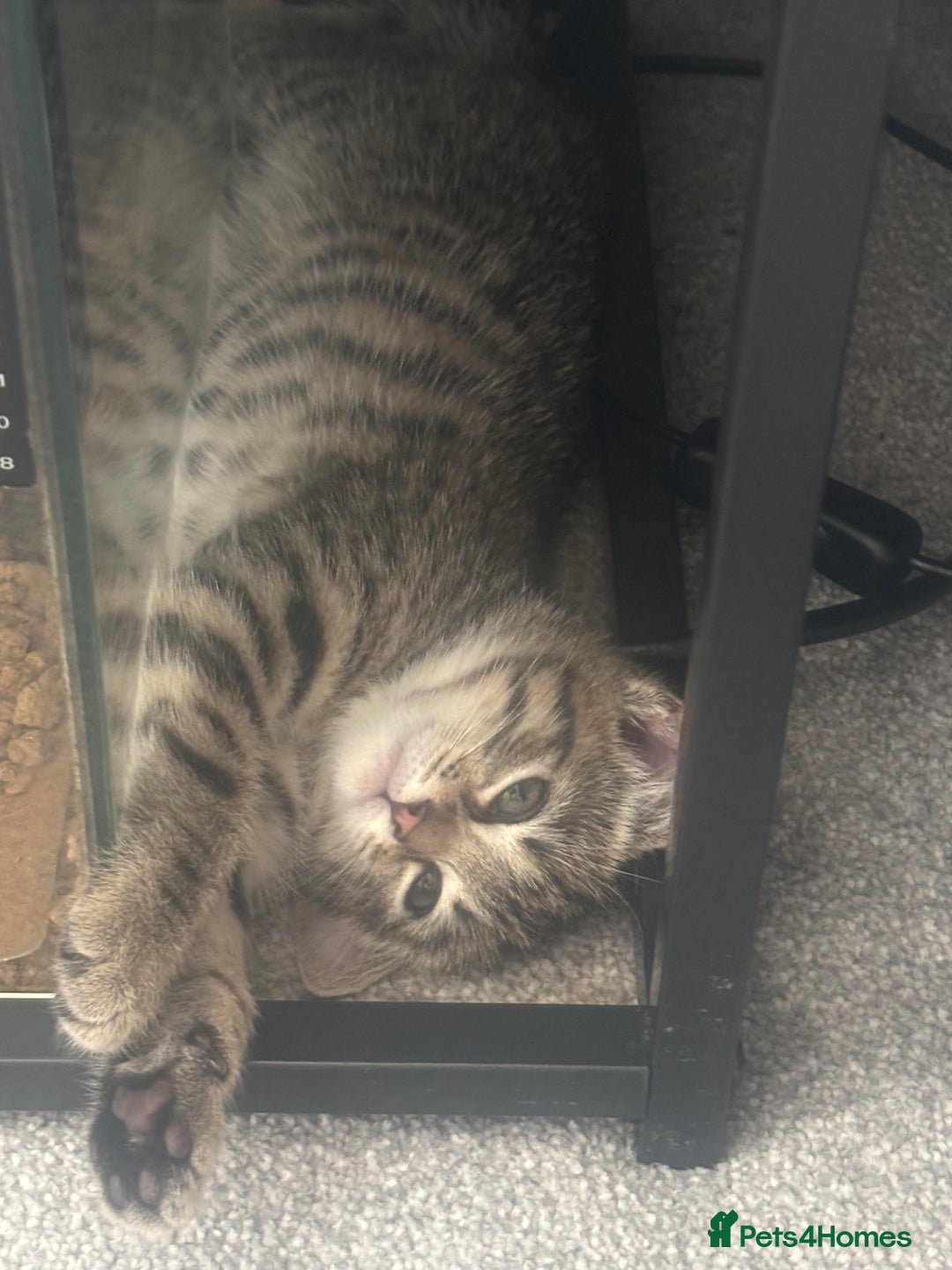 Egyptian Mau cats for sale: 13 week old Egyptian Mau  - Image 7