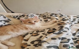 Mixed Breed cats for sale: Half norweigen forest cat 1/4 bengal 1/4 longhair - Image 2