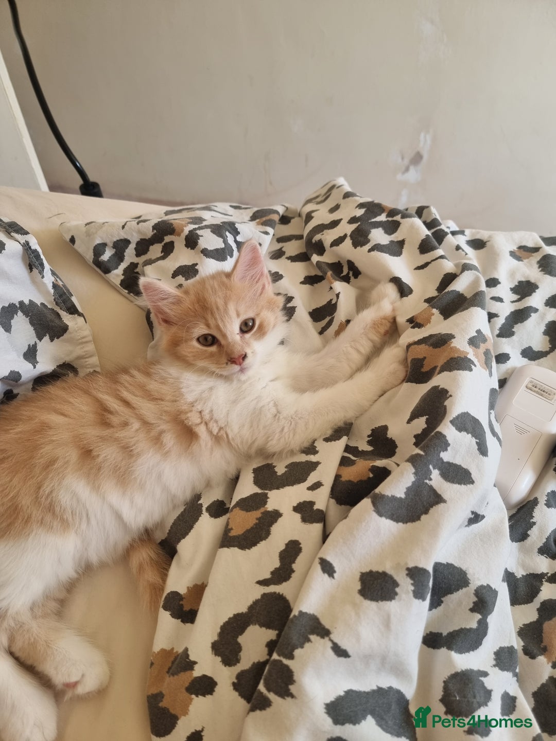 Mixed Breed cats for sale: Half norweigen forest cat 1/4 bengal 1/4 longhair - Image 2