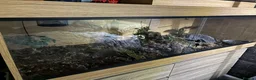 Boa Snake reptiles for sale: Brazilian Rainbow Boa - Advert 5