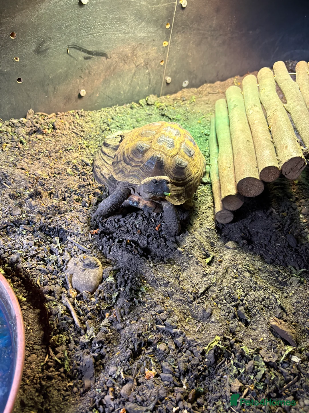 Tortoise reptiles for sale: Tortoise for sale  in Bury Saint Edmunds - Advert 2