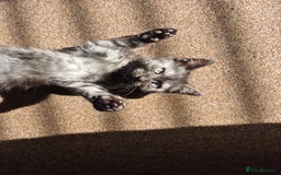British Shorthair cats for sale: Black Short Haired Tabby Cross Breed Kitten - Image 5