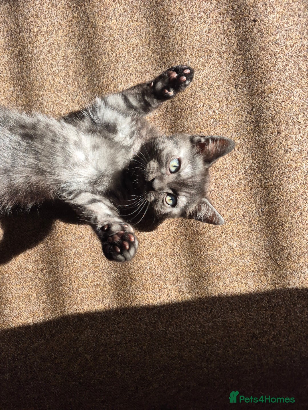 British Shorthair cats for sale: Black Short Haired Tabby Cross Breed Kitten - Image 5