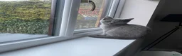 British Shorthair cats for sale: 6 Month Grey British Shorthair Cross + full set up in Luton - Advert 6