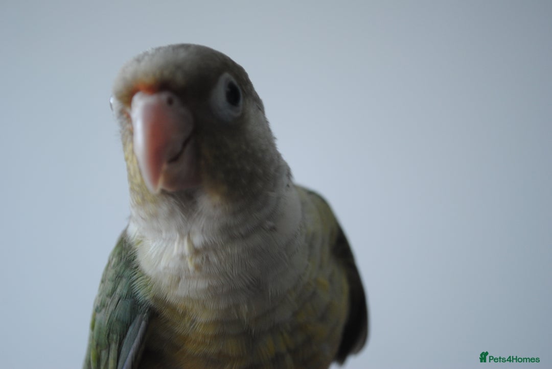 Conures birds for sale: Hand reeared conure - Advert 1