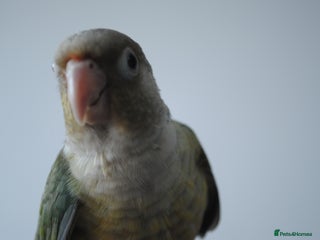 Conures birds Hand reeared conure - Advert 2