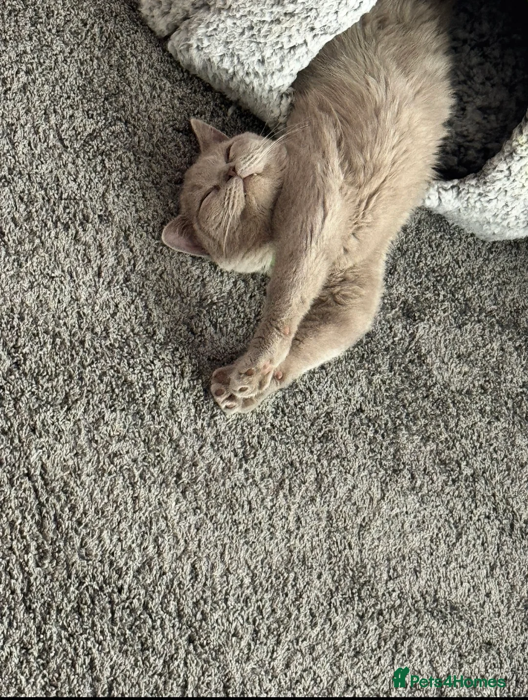 British Shorthair cats for sale: Male Lilac British short hair  in Weymouth - Advert 2