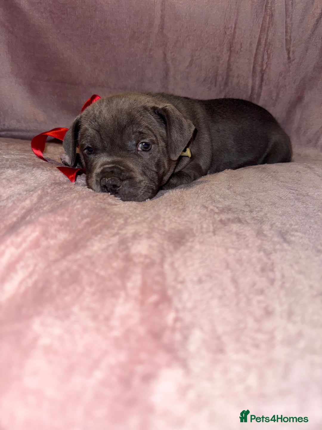 Staffordshire Bull Terrier dogs for sale: KC reg. Staffordshire bull terrier puppies - Advert 4