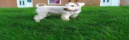 Miniature Schnauzer dogs for sale: KC Registered Miniature Shnauzers  in Preston - Advert 2