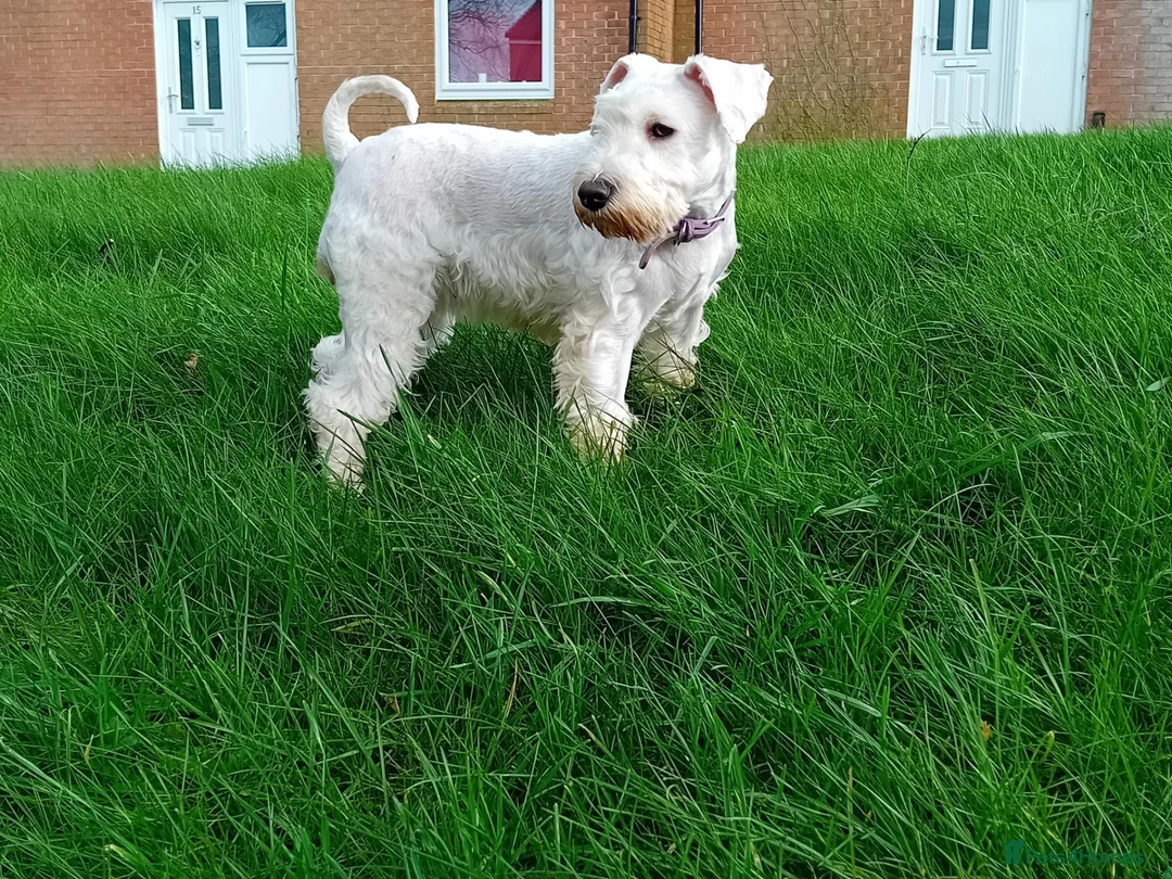 Miniature Schnauzer dogs for sale: KC Registered Miniature Shnauzers  in Preston - Advert 2