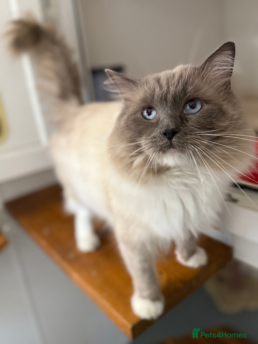 Ragdoll cats for sale: Gorgeous Bi colour Ragdoll kittens  - Image 6
