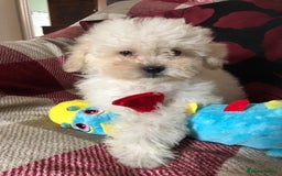Shihpoo dogs for sale: shihpoo puppies for sale  - Image 24