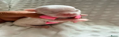 Maltese 1