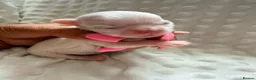 Maltese dogs for sale: Bambelina~ Simply The Best~ Korean Maltese - Advert 35