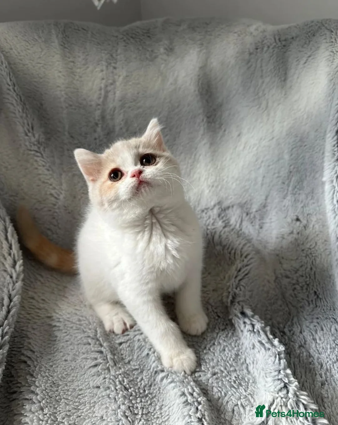 British Shorthair cats for sale: Beautiful Family-Raised Kittens in Guildford - Advert 7